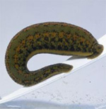 http://www.peacekaz.net/wp-content/uploads/piavki.jpg